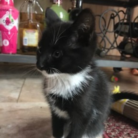 Meet your Posher, Bunny - Picture 7 of 7